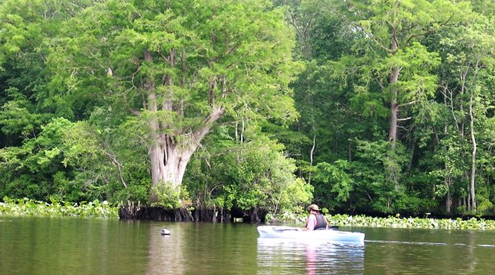 Paddling Through Nassawango Creek Preserve Is A Magical Maryland Adventure That Will Light Up Your Soul
