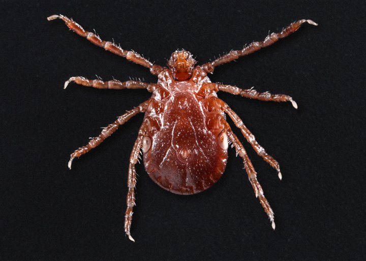 Be On The Lookout, A New Type Of Tick Has Been Spotted Near Kansas