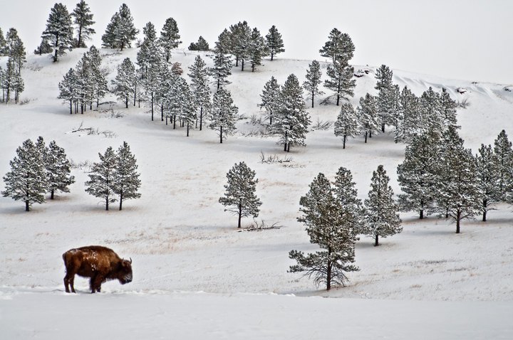 The South Dakota Resort Where You Can Take A Buffalo Safari Tour, Dine Like A President, And See Animals Outside Your Door This Winter