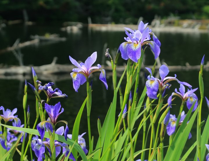 Few People Know About This Michigan Park Has Rare Dwarf Lake Iris Flowers
