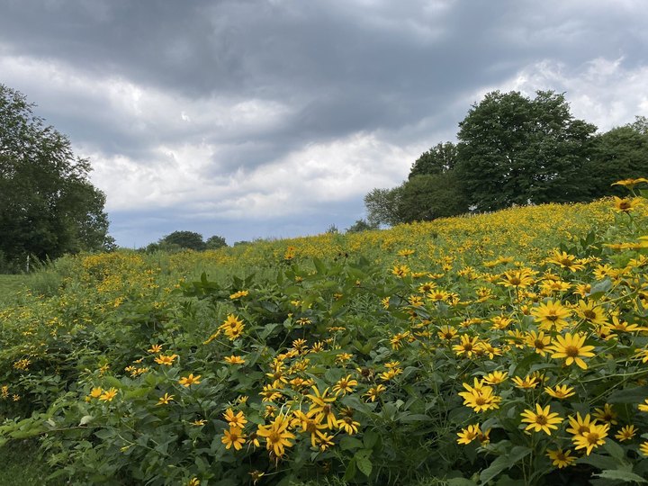 This Little Known Trail In Pennsylvania Is Perfect For Finding Loads Of Wildflowers