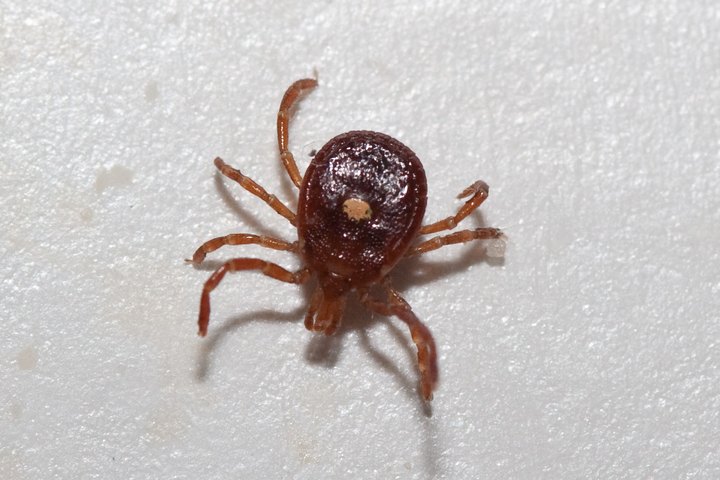 A Tick-borne Illness That Can Be More Severe Than Lyme Disease Is On The Rise In Vermont