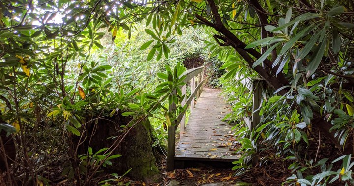 Discover A Little-Known Natural Wonder In Virginia On The 1.5-Mile Mountain Lake Trail