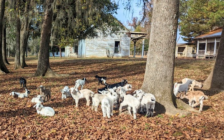 Hang Out With Goats On Jackson Lake Island In Alabama For A Unique Adventure