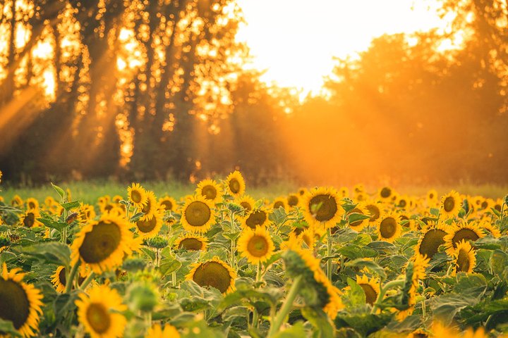 Farmers' Almanac Predictions: Prepare For A Sweltering Summer In Missouri