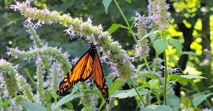 The Little-Known Park In Minnesota Where, If You're Patient Enough, You Can Hold Butterflies