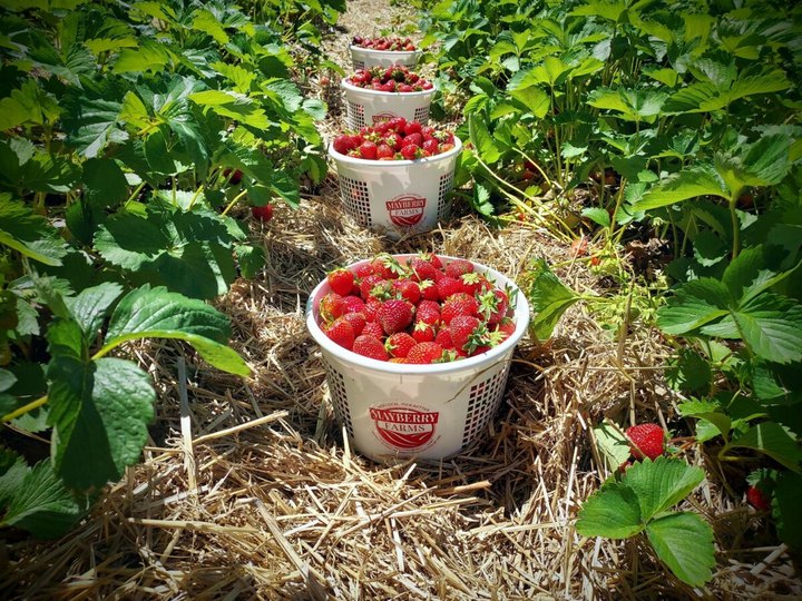 Mayville Is The Small Wisconsin Town That Transforms Into A Strawberry Wonderland Each Year