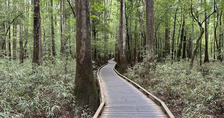 18 Best Hikes In South Carolina: The Top-Rated Hiking Trails To Visit In 2023