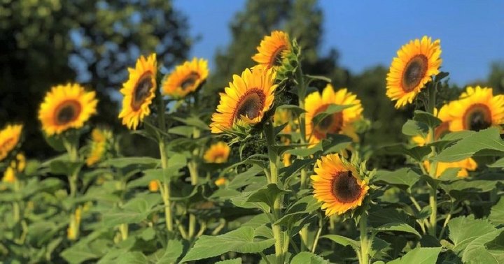 Mount Olive Farms U-Pick Flowers Farm In Arkansas Is The Happiest Way To Spend A Day