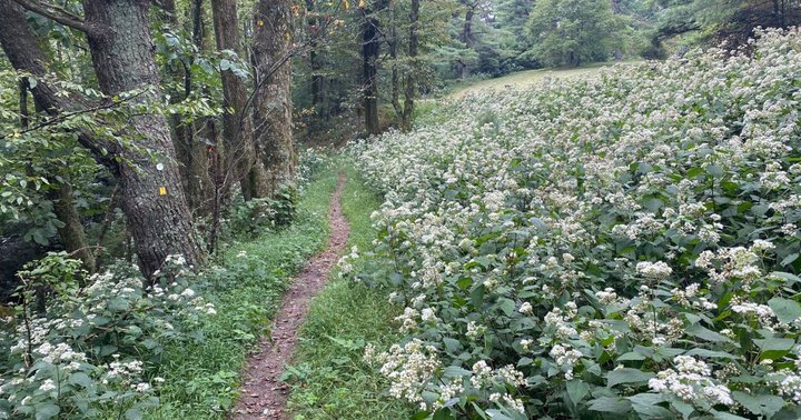 This North Carolina Trail And Park Is One Of The Best Places To View Summer Wildflowers