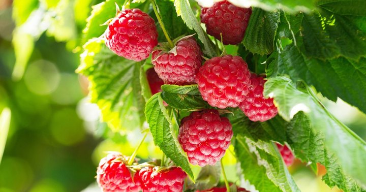 You’ll Have Loads Of Fun At These 9 Pick-Your-Own Berry Farms In Massachusetts