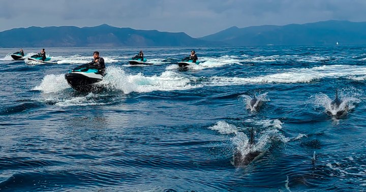 The Incredible Ocean Experience In Southern California Where You'll See Dolphins, Sea Caves, And More