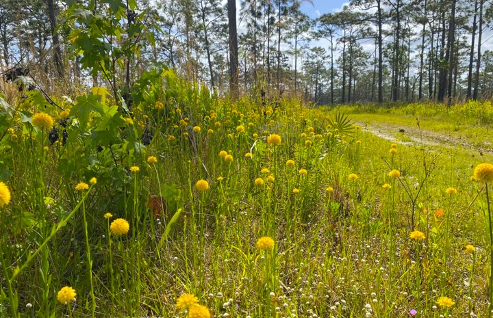 This Florida Preserve Is One Of The Best Places To View Summer Wildflowers
