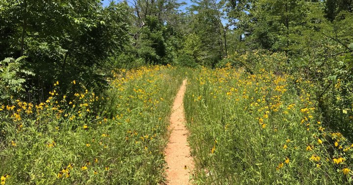 Explore This Secret Trail Around The Largest National Forest In Missouri