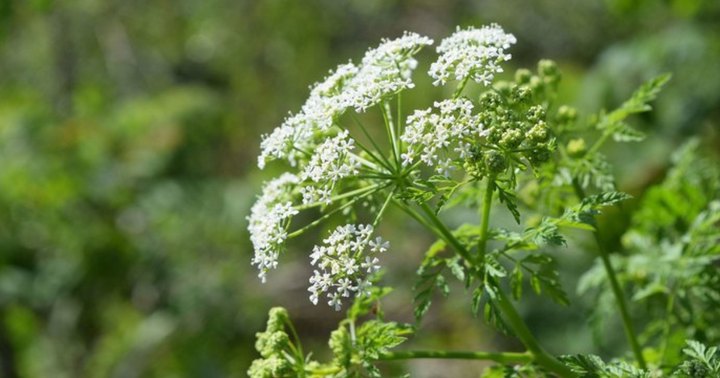 There’s A Poisonous Plant Growing In Virginia Yards That Looks Like A Harmless Weed