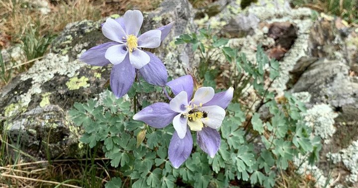 This New Mexico Trail Is One Of The Best Places To View Summer Wildflowers