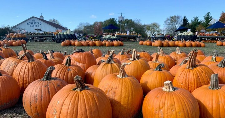The Largest Pumpkin Patch In Illinois Is A Must-Visit Day Trip This Fall