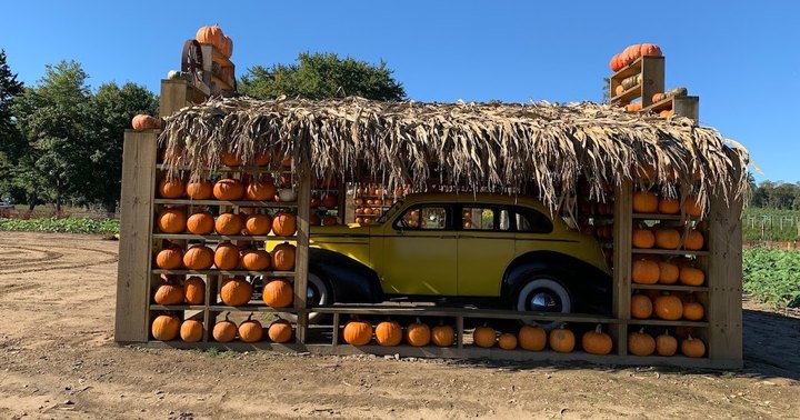 Here Are The 6 Absolute Best Pumpkin Patches In New Jersey To Enjoy In 2023
