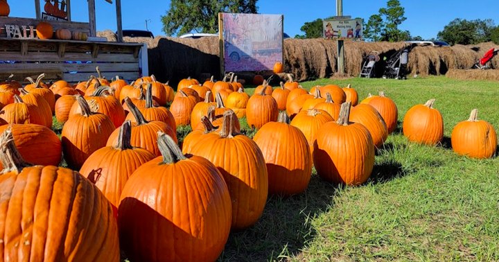 Here Are The 6 Absolute Best Pumpkin Patches In Mississippi To Enjoy In 2023