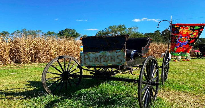 The Largest Pumpkin Patch In Louisiana Is A Must-Visit Day Trip This Fall