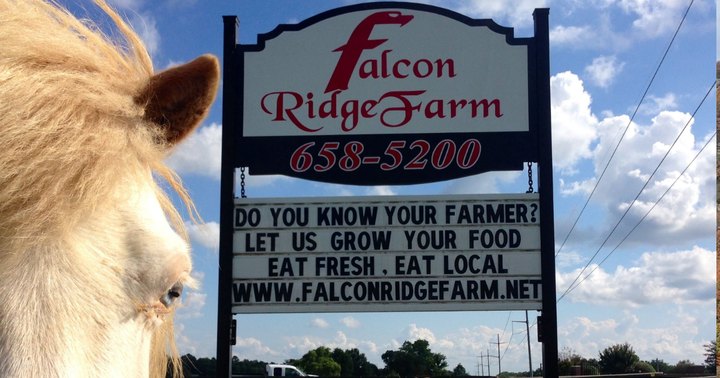 One Of The Largest Pumpkin Patch In Tennessee Is A Must-Visit Day Trip This Fall