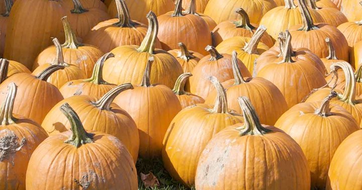 One Of The Largest Pumpkin Patches In Georgia Is A Must-Visit Day Trip This Fall