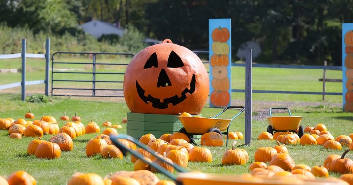 Here Are The 6 Absolute Best Pumpkin Patches In Connecticut To Enjoy In 2023