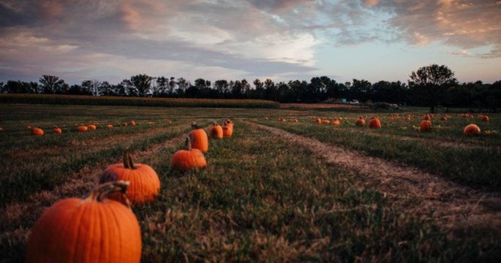 Here Are The 6 Absolute Best Pumpkin Patches In Kansas To Enjoy In 2023