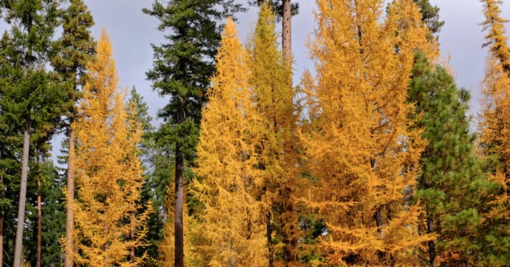 The Small Town In Oregon That Comes Alive In The Fall Season