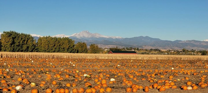 The Largest Pumpkin Patch In Colorado Is A Must-Visit Day Trip This Fall