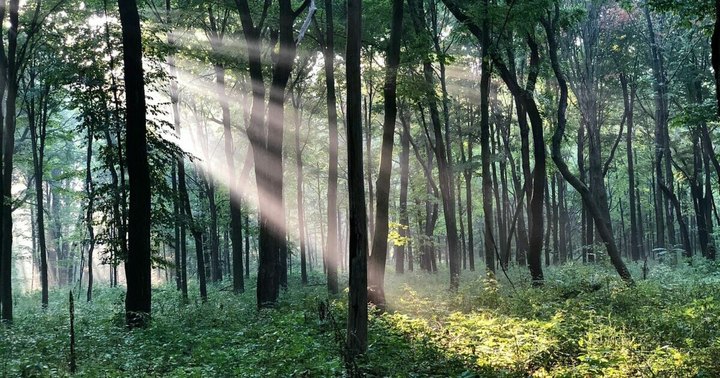 The 3-Mile Edward L. Ryerson Conservation Area Trail Might Just Be The Most Enchanting Hike In Illinois