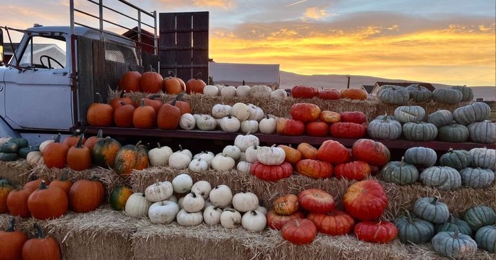 One Of The Largest Pumpkin Patches In Nevada Is A Must-Visit Day Trip This Fall