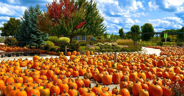 Here Are The 5 Absolute Best Pumpkin Patches In Wisconsin To Enjoy In 2023
