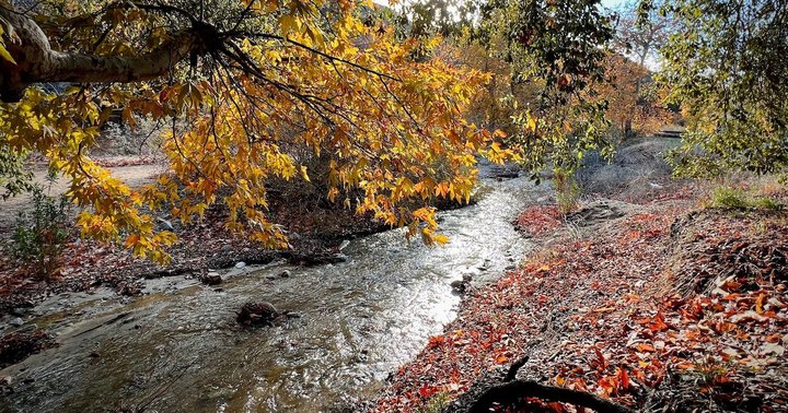 The Underrated State Park Where You Can View The Best Fall Foliage In Southern California