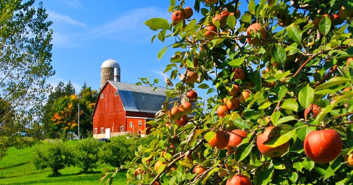 Go Apple Picking, Then Stay In A Cozy Cabin In Minnesota On This Idyllic Fall Weekend Getaway