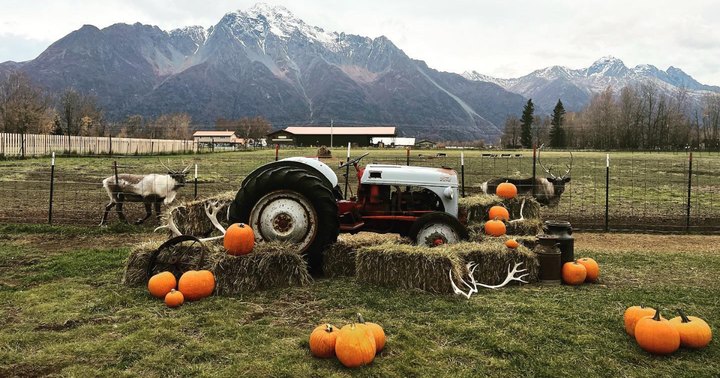 The Largest Pumpkin Patch In Alaska Is A Must-Visit Day Trip This Fall
