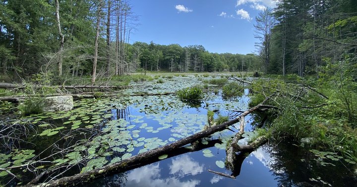 The Underrated Local Nature Preserve In New Hampshire Where You Can Explore Wetlands