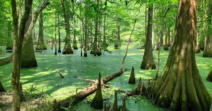 The Stunning Landscape In Louisiana That Appears As Though It Was Ripped From A Monet Painting