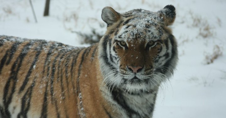 Bundle Up And Experience The Sedgwick County Zoo This Season Like Never Before On Winter Wednesdays