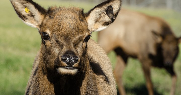 The Little-Known Story Of How Elk In Missouri Are Making A Comeback