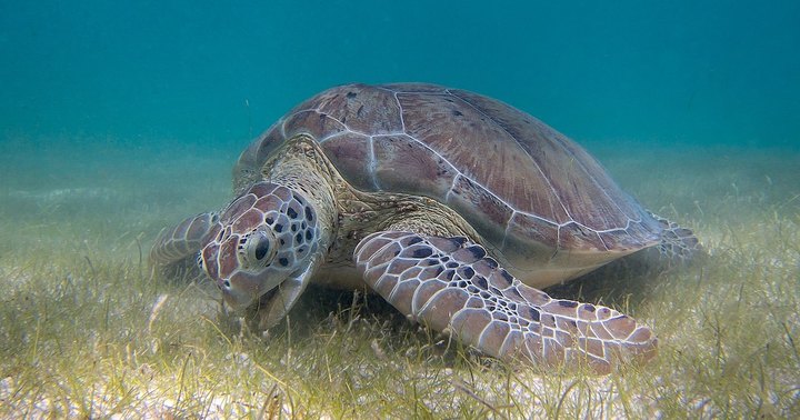 The Little-Known Story Of Sea Turtles In Southern California And How They've Made A Big Comeback