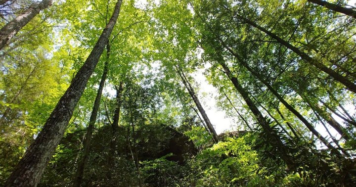 Kentucky Ridge State Forest In Kentucky Is So Little-Known, You Just Might Have It All To Yourself