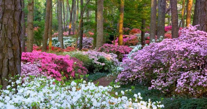 Your Ultimate Guide To Spring Attractions And Activities In Georgia