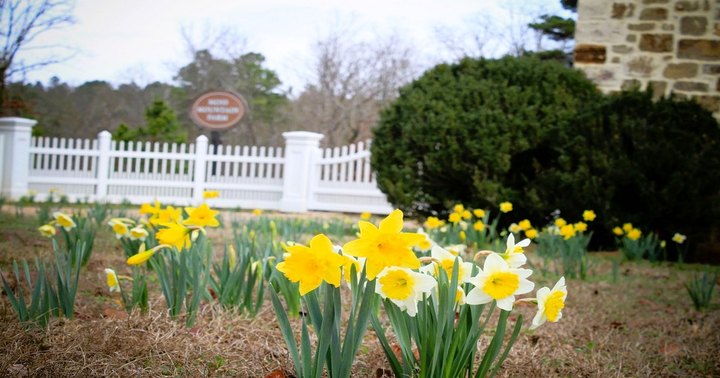 Welcome Spring At The Annual Moss Mountain Farm Tour And Daffodil Festival In Arkansas This March