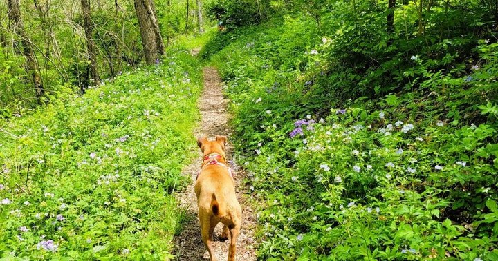 This Easy 3-Mile Trail In Arkansas Is Covered In Wildflower Blooms In The Springtime
