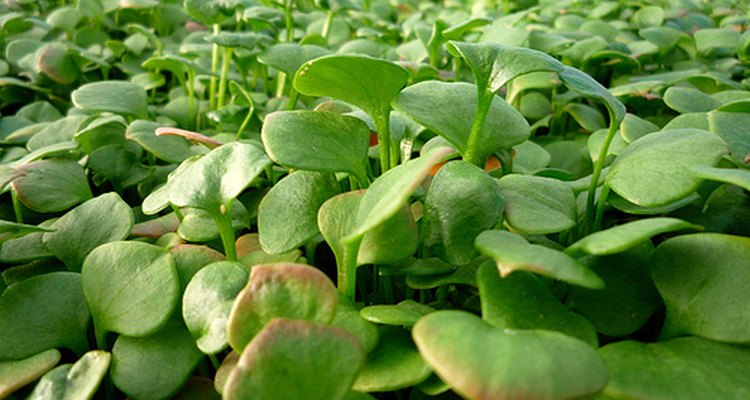 Miner's Lettuce