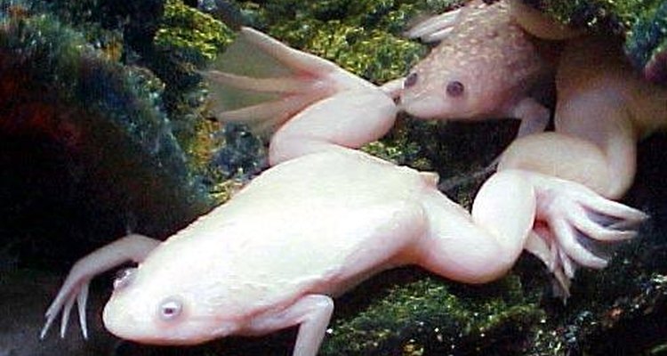 La rana albina africana de uñas procede de la costa occidental de África.