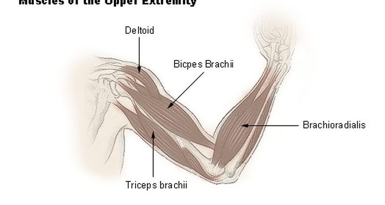 Arm muscle groups
