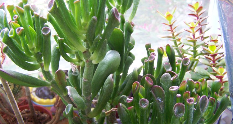 Pequeñas y bonitas plantas.