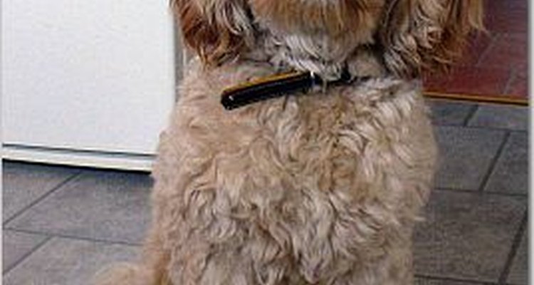 Cockapoos can be prone to ear issues.